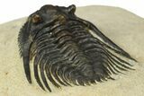 Spiny Leonaspis Trilobite - Foum Zguid, Morocco #186752-5